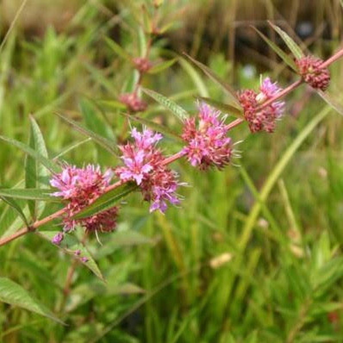 Swamp Loosestrife (Decodon verticillatus) 2x2x3" Pot