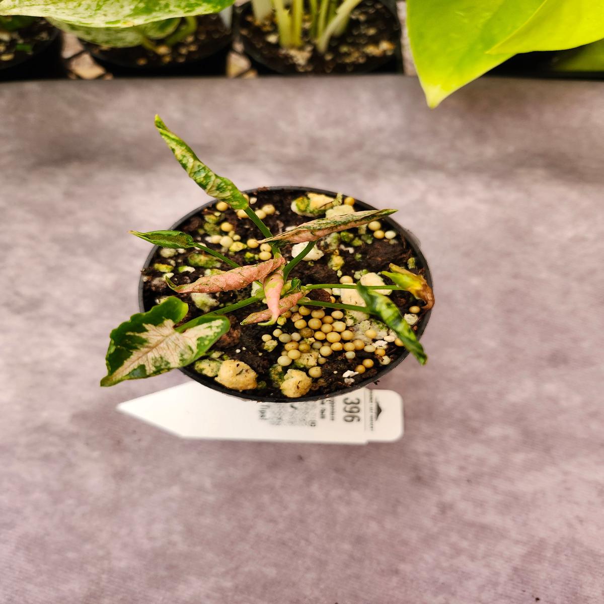 Syngonium Pink Rolli (3in)- 396