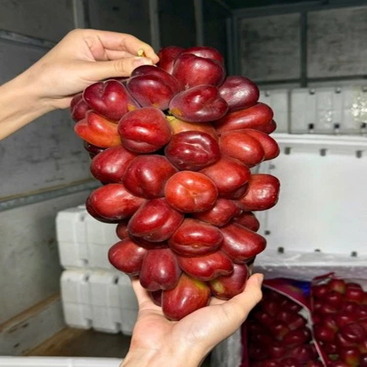 Very Rare Japanese My Heart Grape Rooted Live Plant
