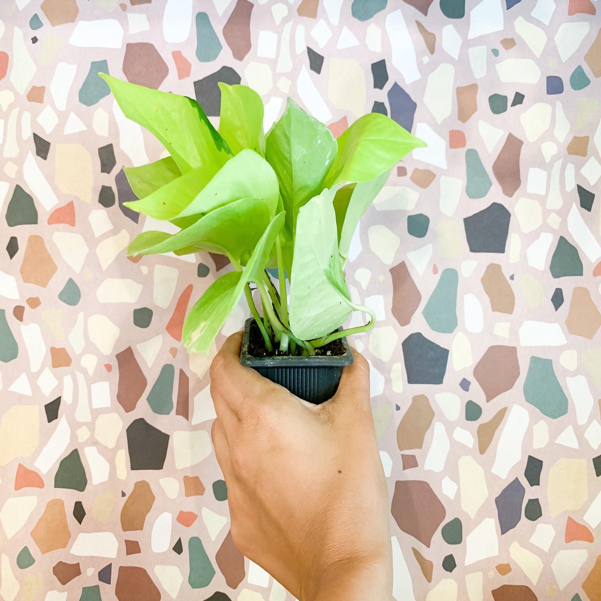 3" Pothos 'Neon'
