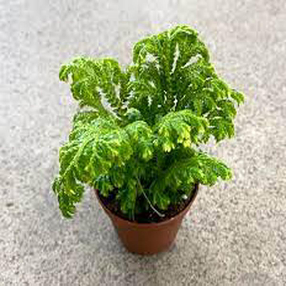 4" Selaginella