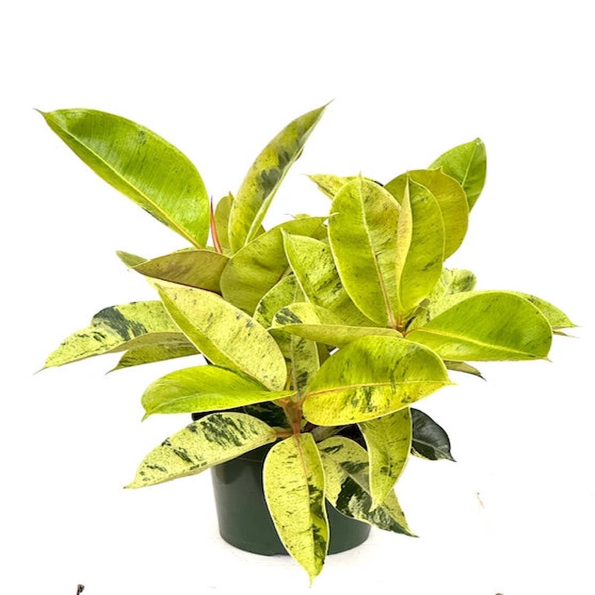 8" Ficus Shivereana