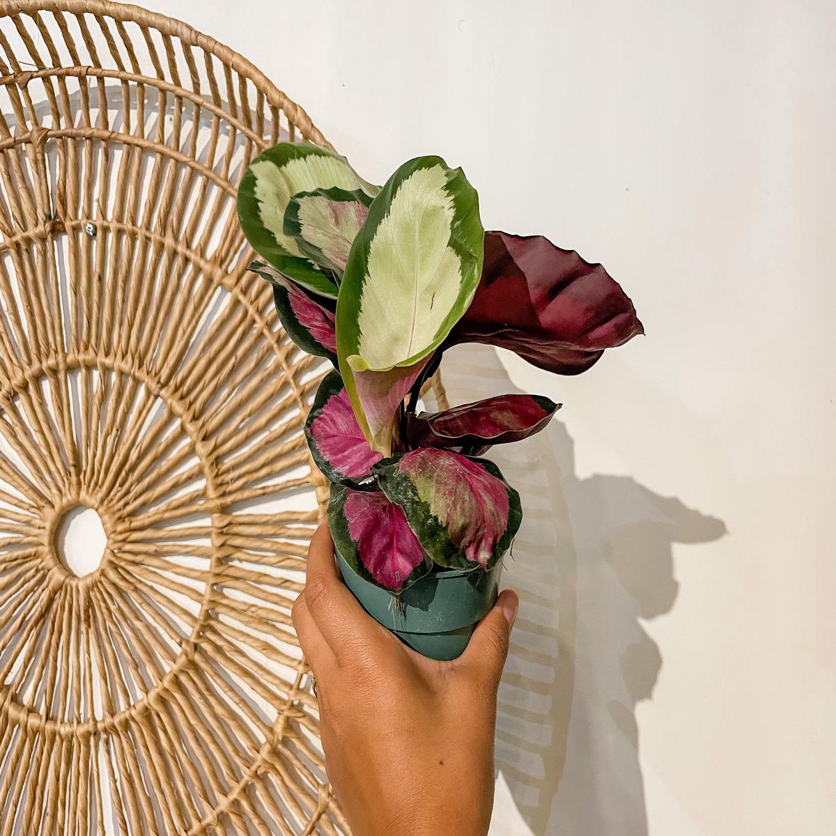 Calathea Roseopicta 'Rosy'