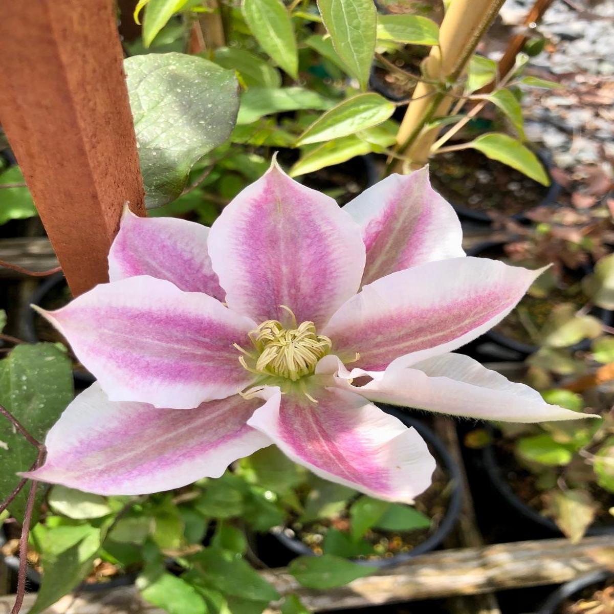 Clematis Vancouver 'Cotton Candy' 1G