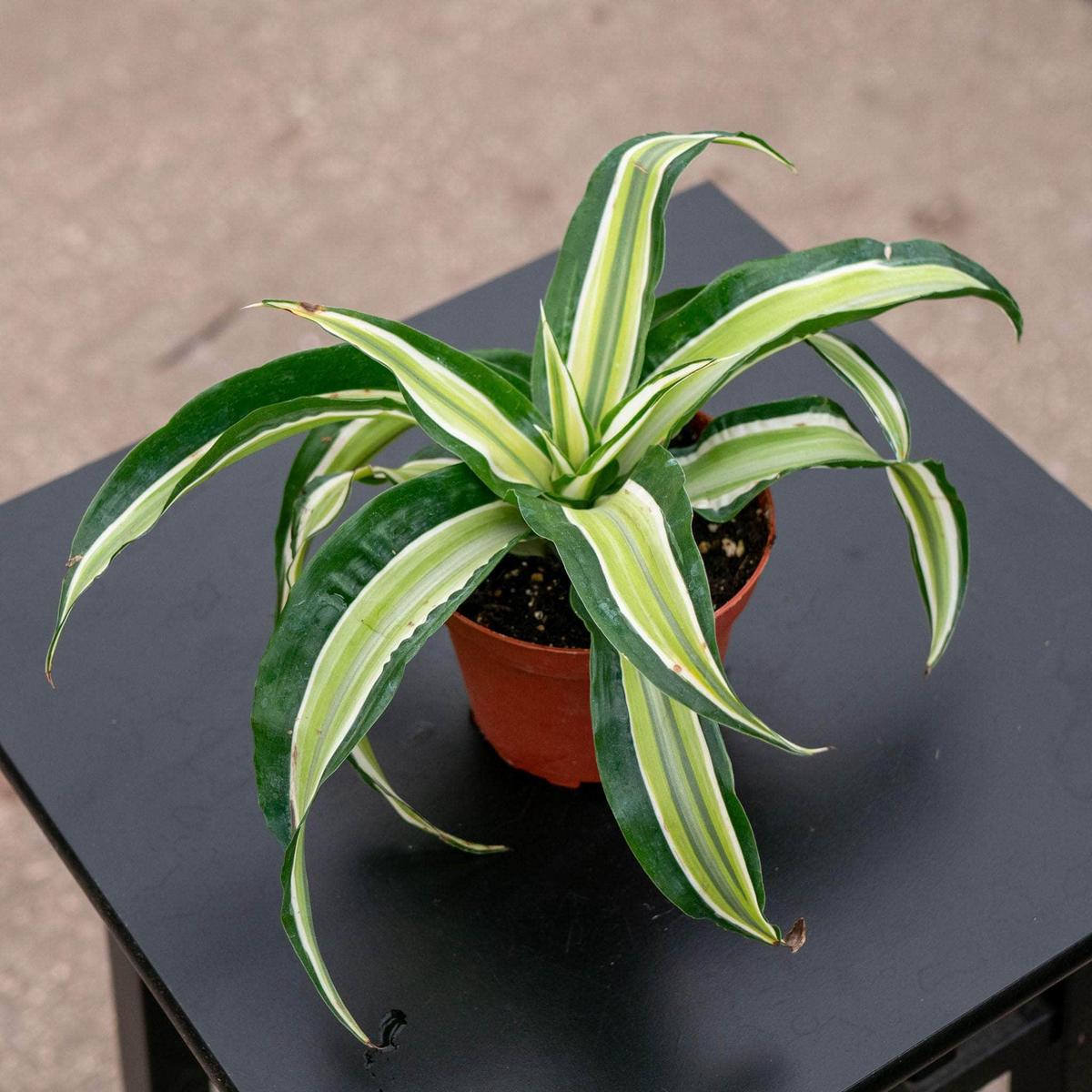 Dracaena deremensis 'Malaika'