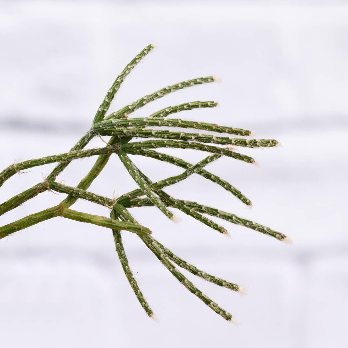 Hairy Stemmed Rhipsalis
