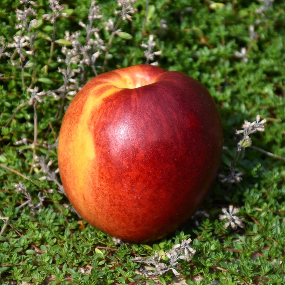 Harko Nectarine Dwarf Tree