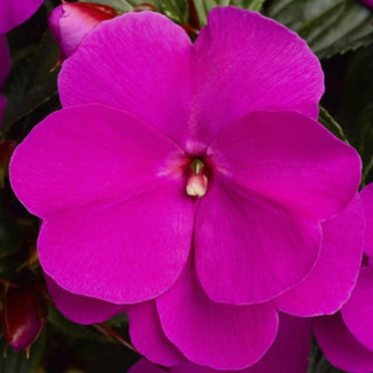 Impatien New Guinea Sonic Lilac 4''