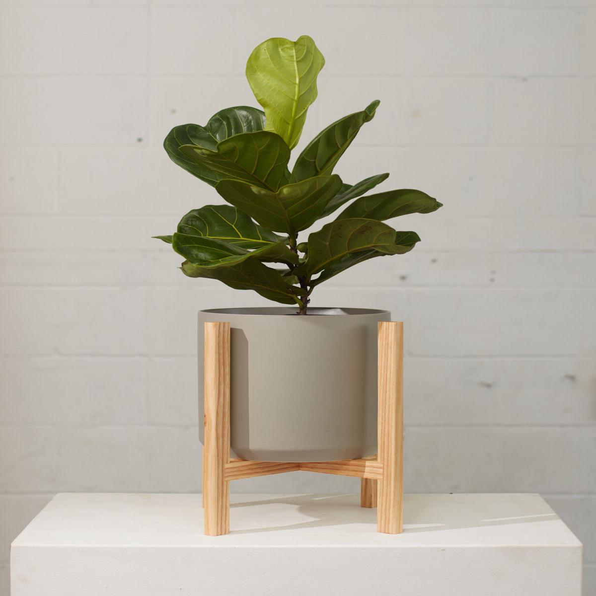 PARCEL STAND - ASH - Medium 12 Inch