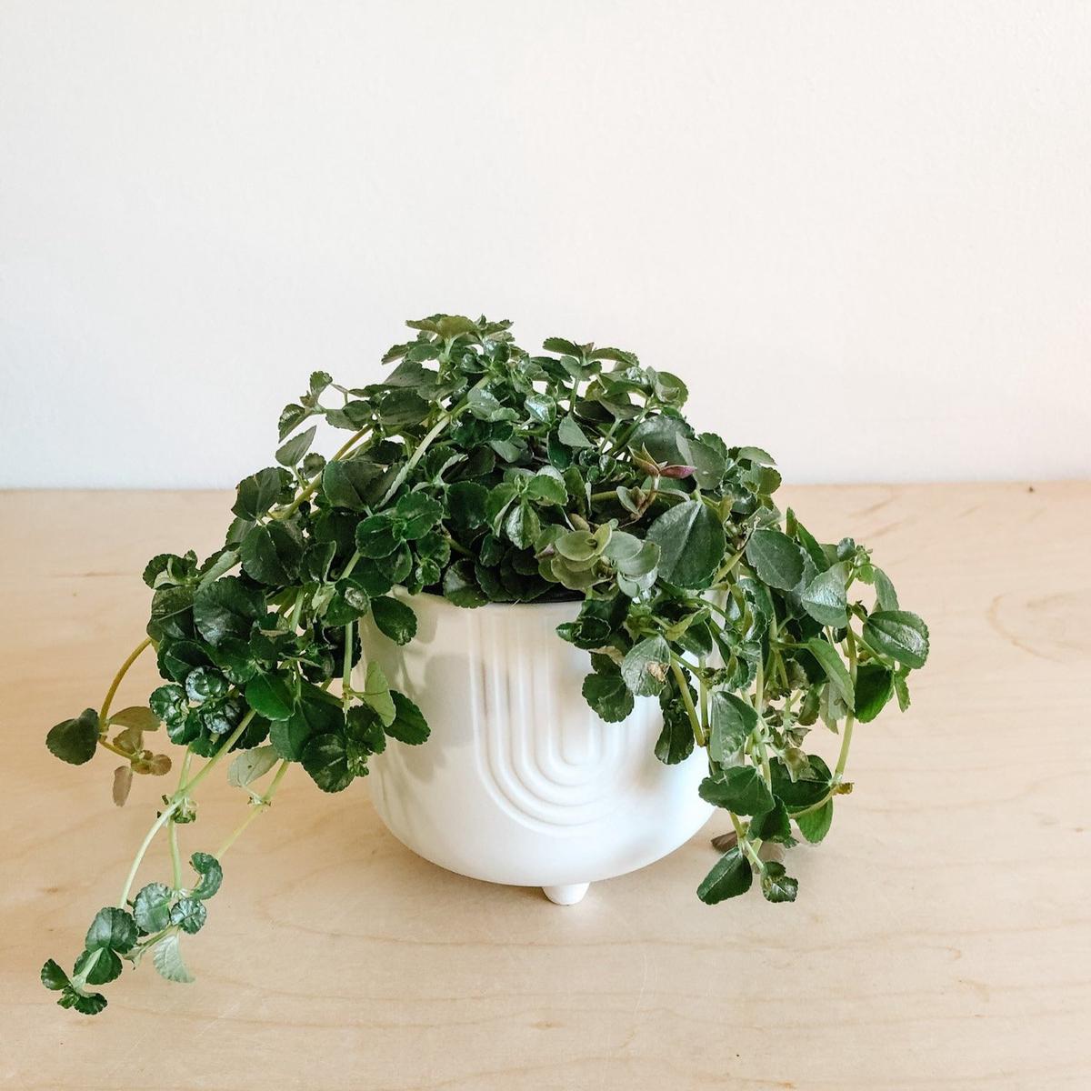 Pilea Depressa