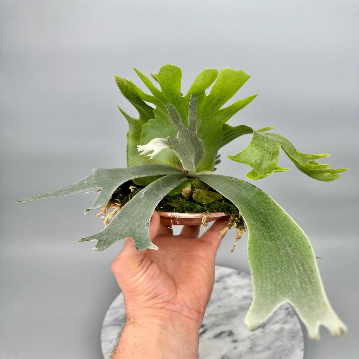 Platycerium willinckii Dwarf