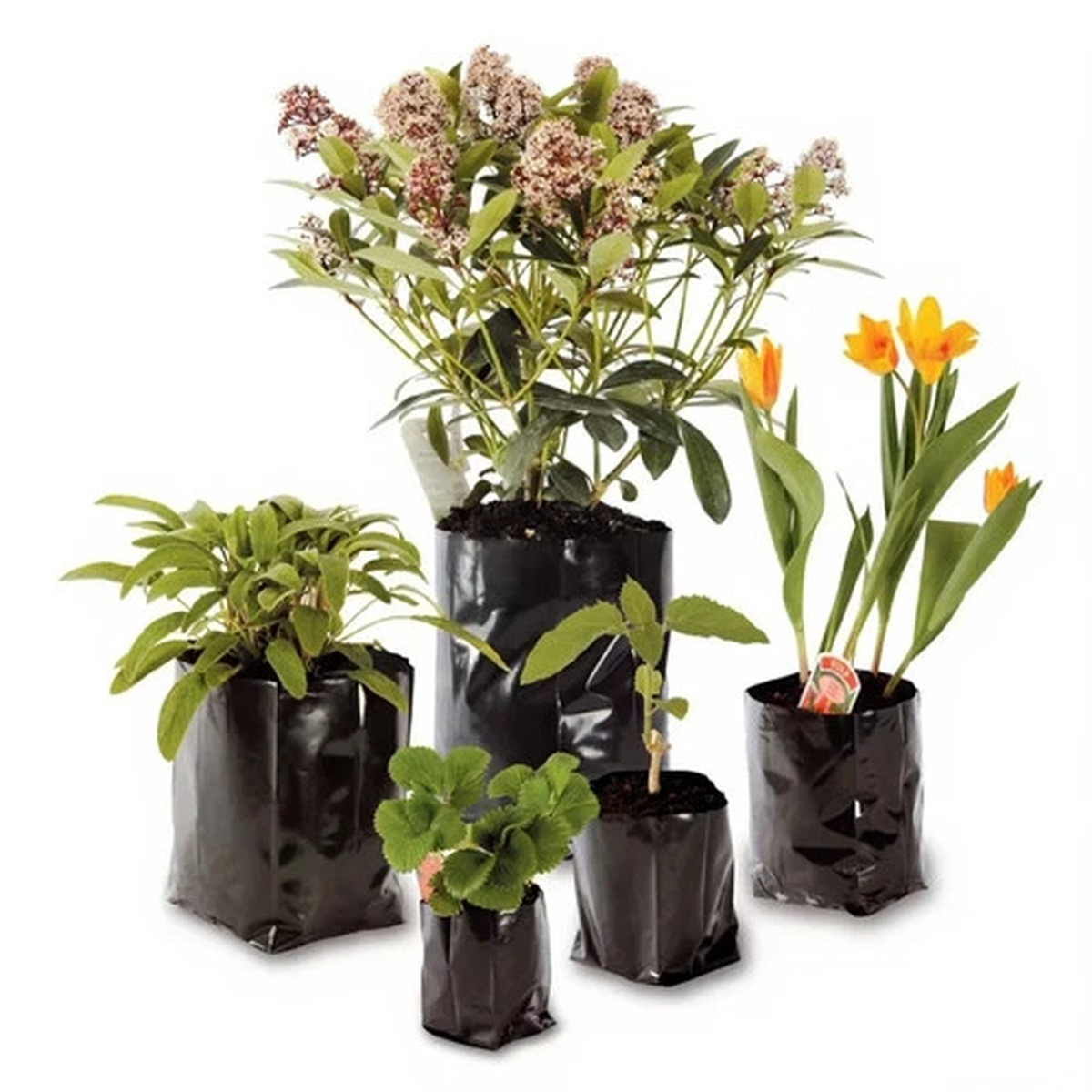 Poly Plant Pots Grow Bag Containers Hadopots Polythene Reusable Quality Recycled