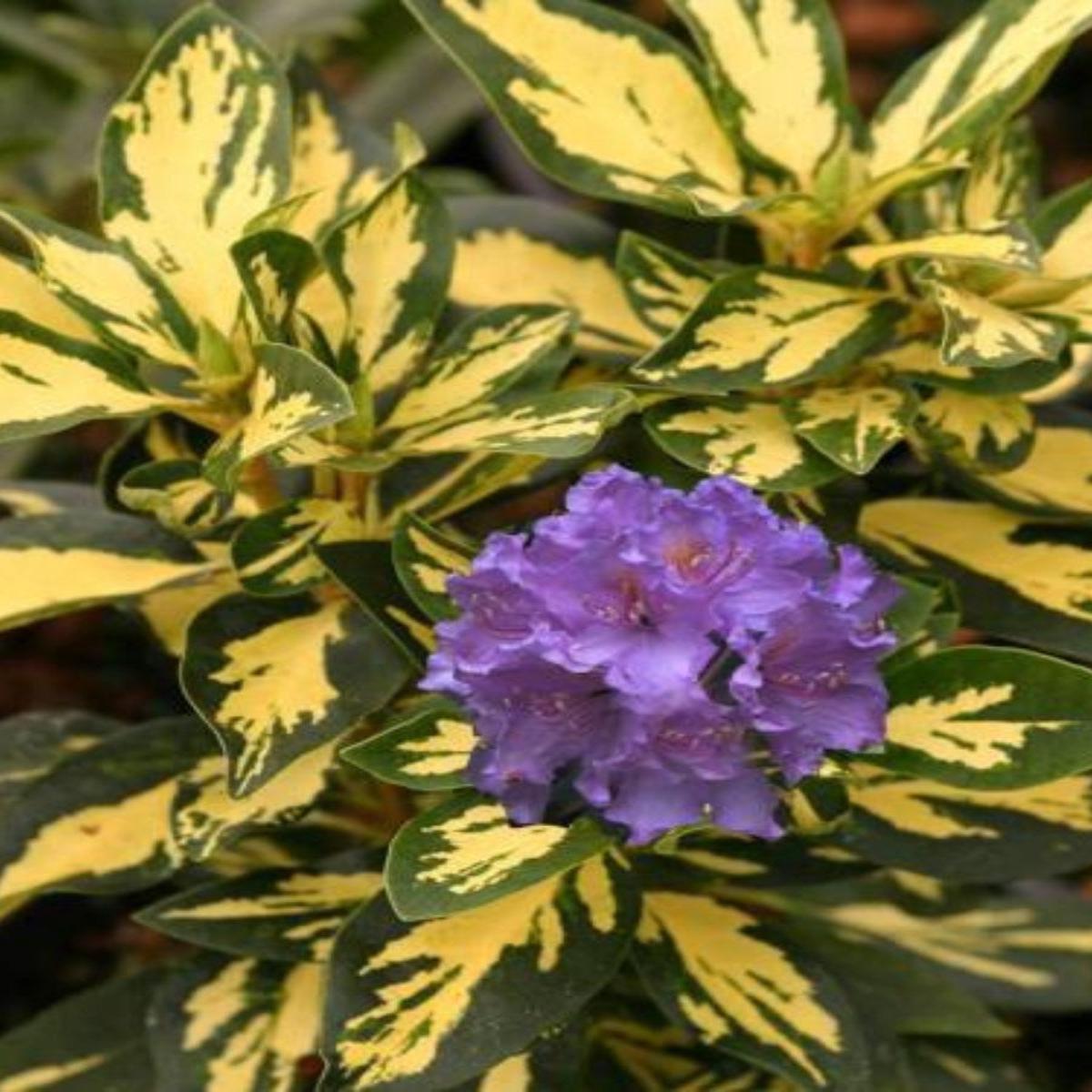 Rhododendron 'Superflimmer' 2G