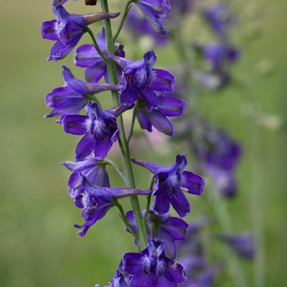 Tall Larkspur (Delphinium exaltatum)