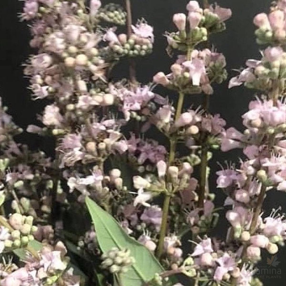 Vitex agnus-castus Salinas Pink
