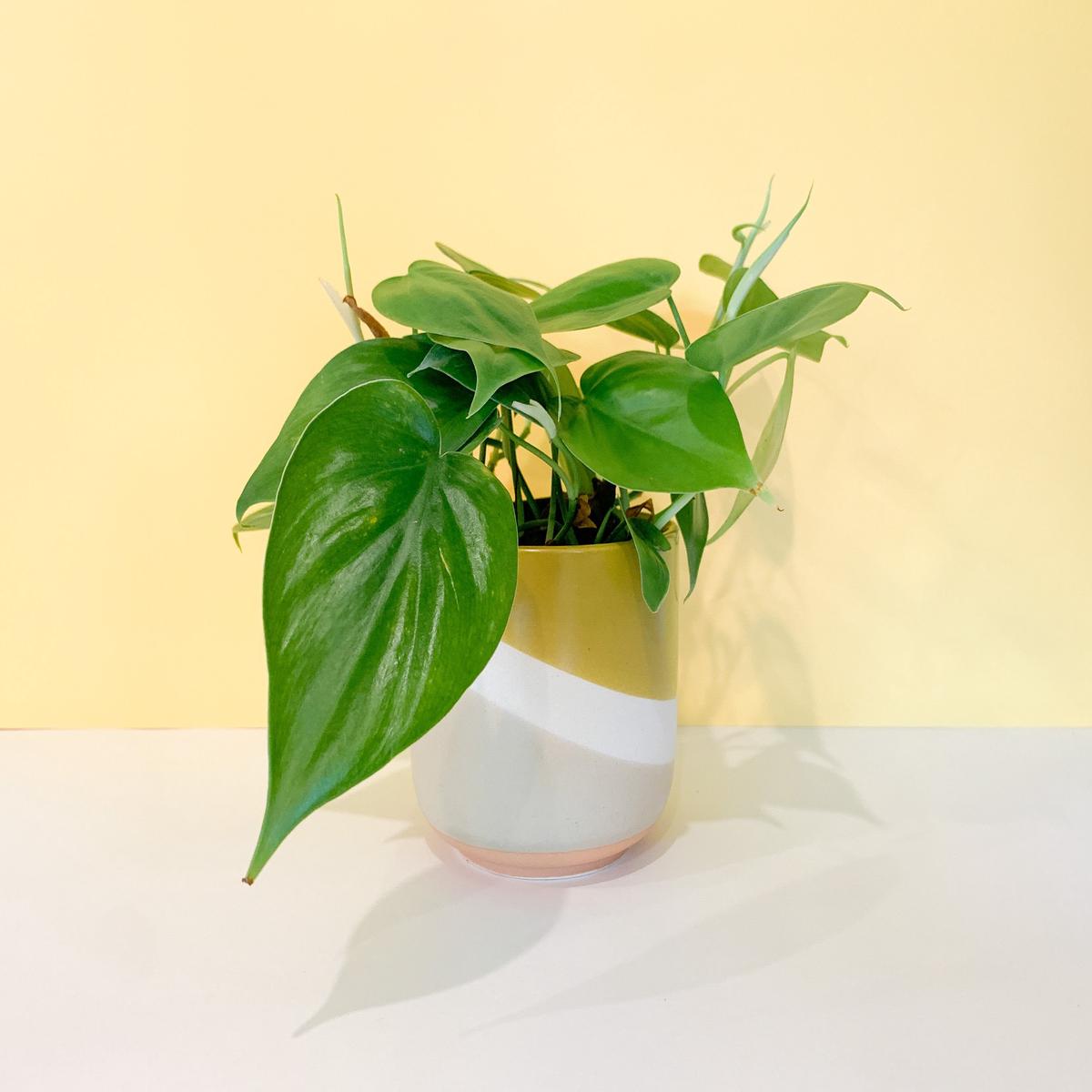 Yellow Colorway Planter Set