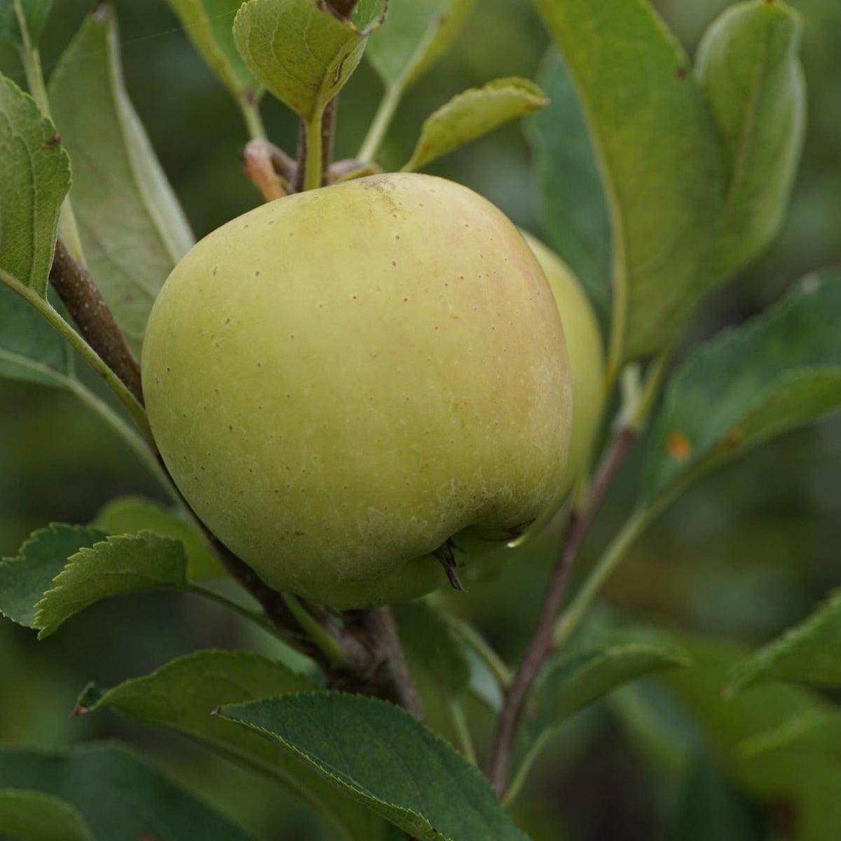 Yellow Delicious Apple Dwarf Tree