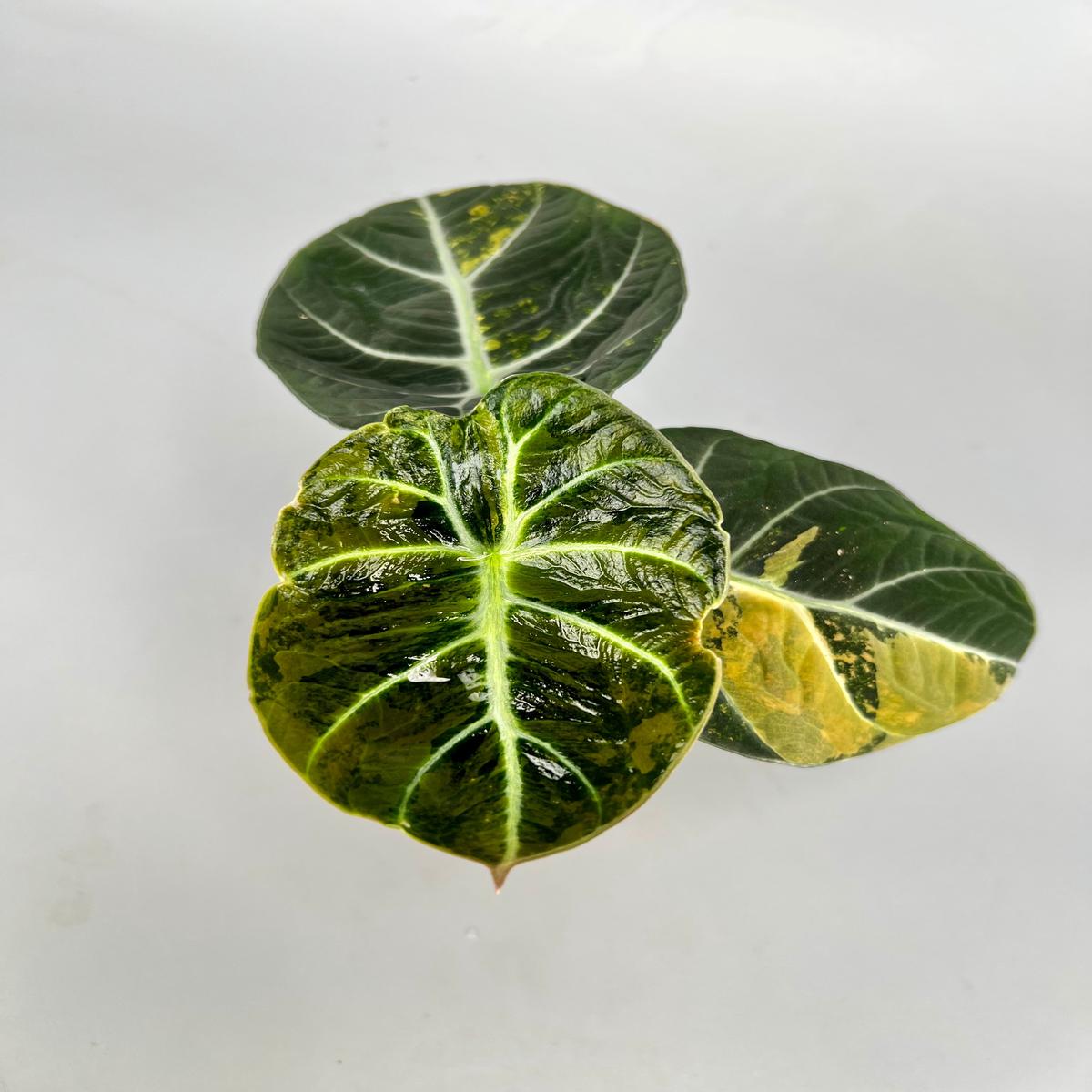 Alocasia black velvet aurea variegata 'Big Plant'