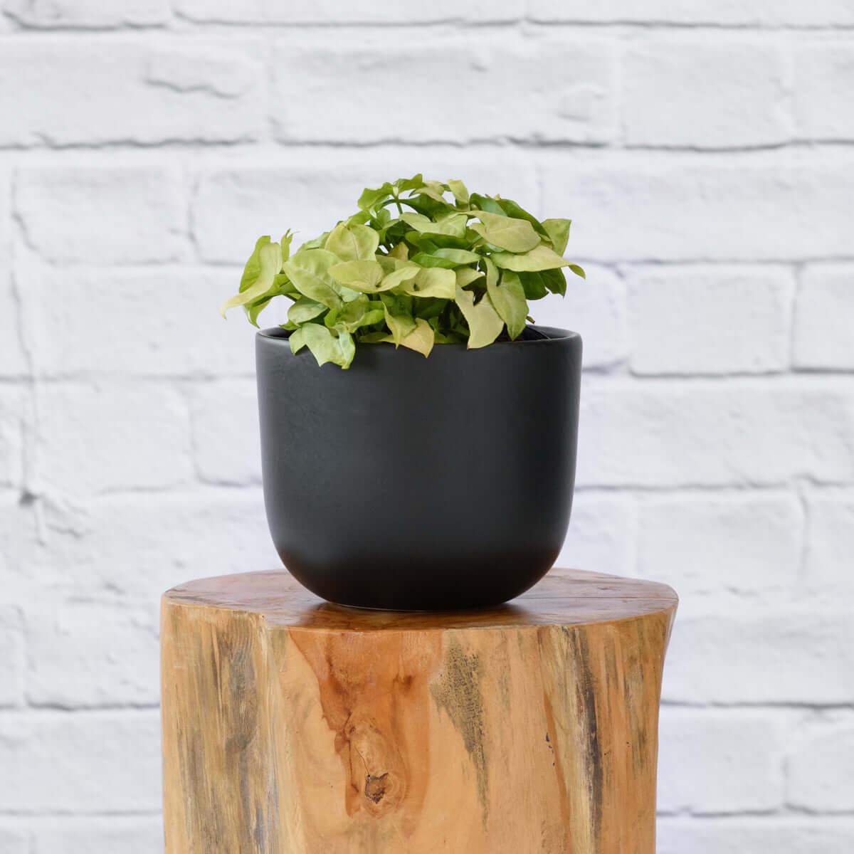 Arrowhead Plant - Pixie