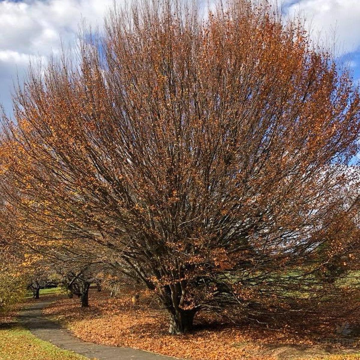Fagus sylvatica Rotundifolia