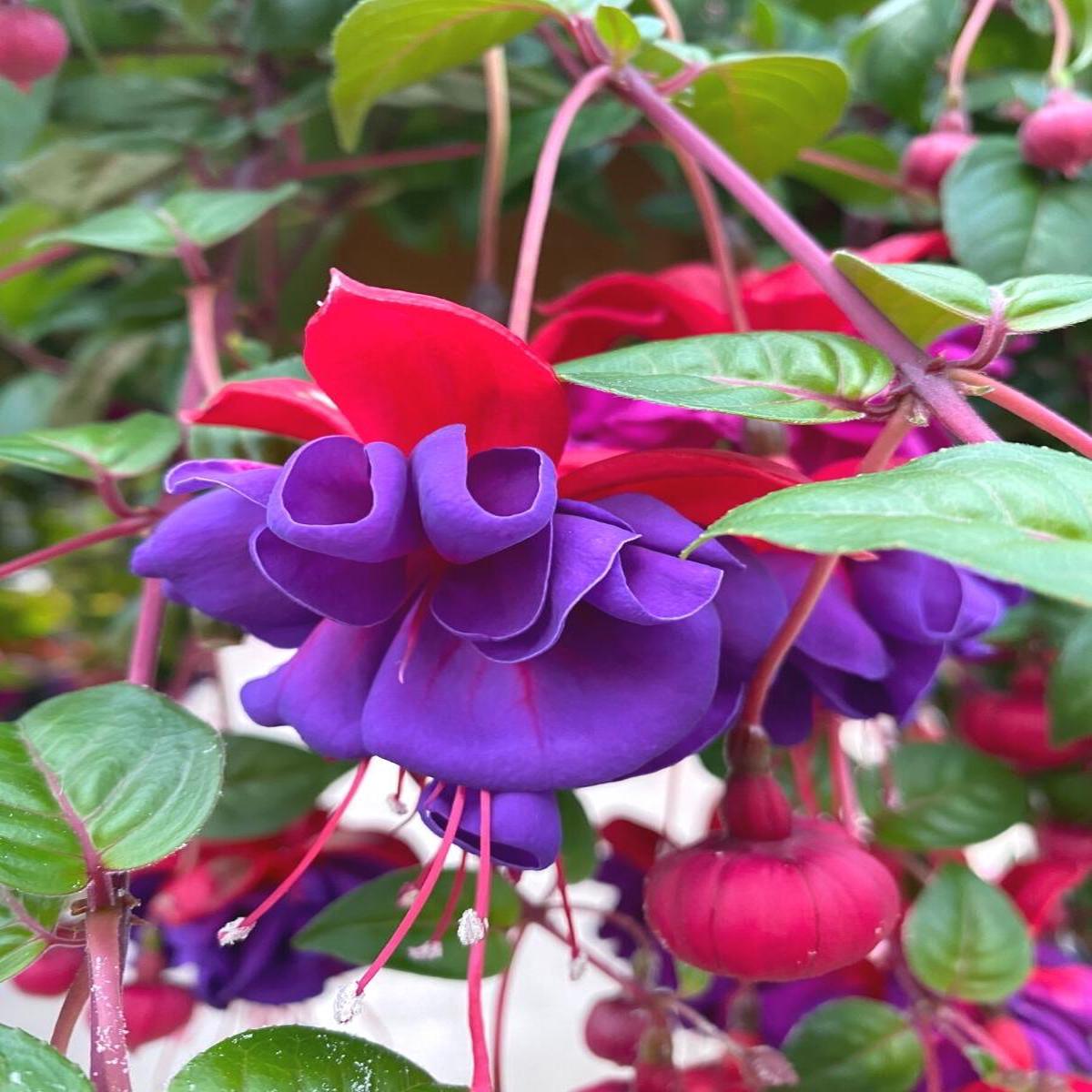 Fuchsia Basket | Dark Eyes