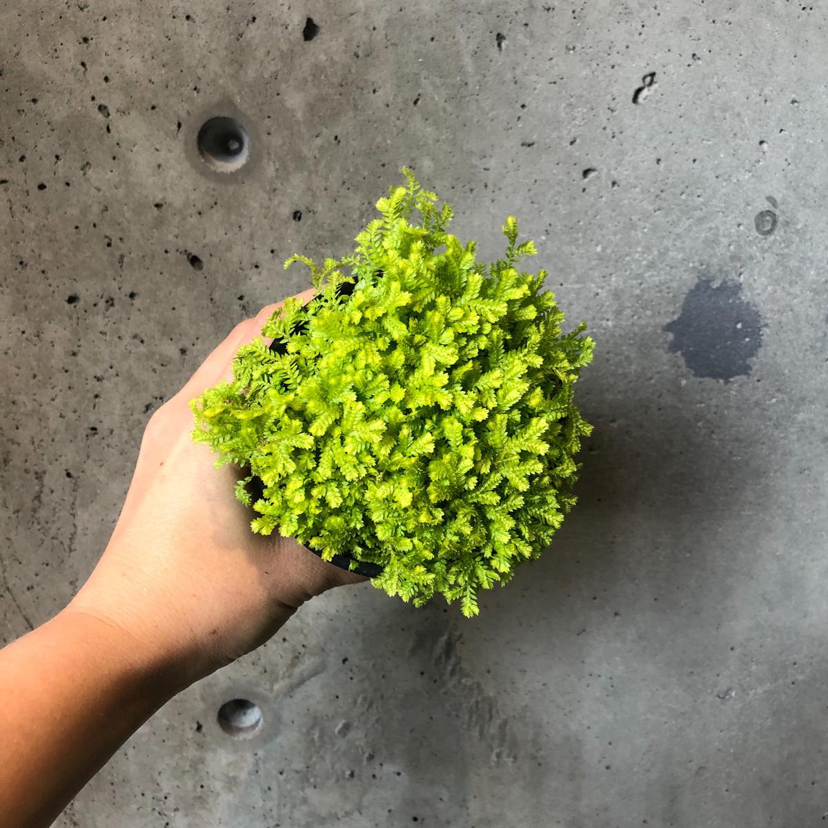 Golden Club Moss