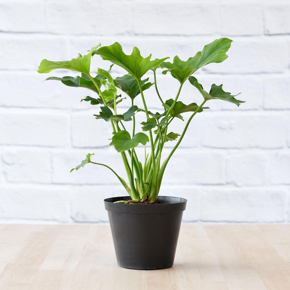 Lacy Leaf Philodendron