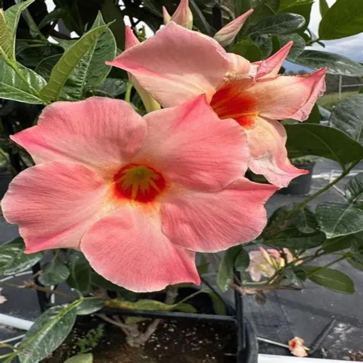 Mandevilla 'Sun Parasol Giant Peach Sunrise' 2G