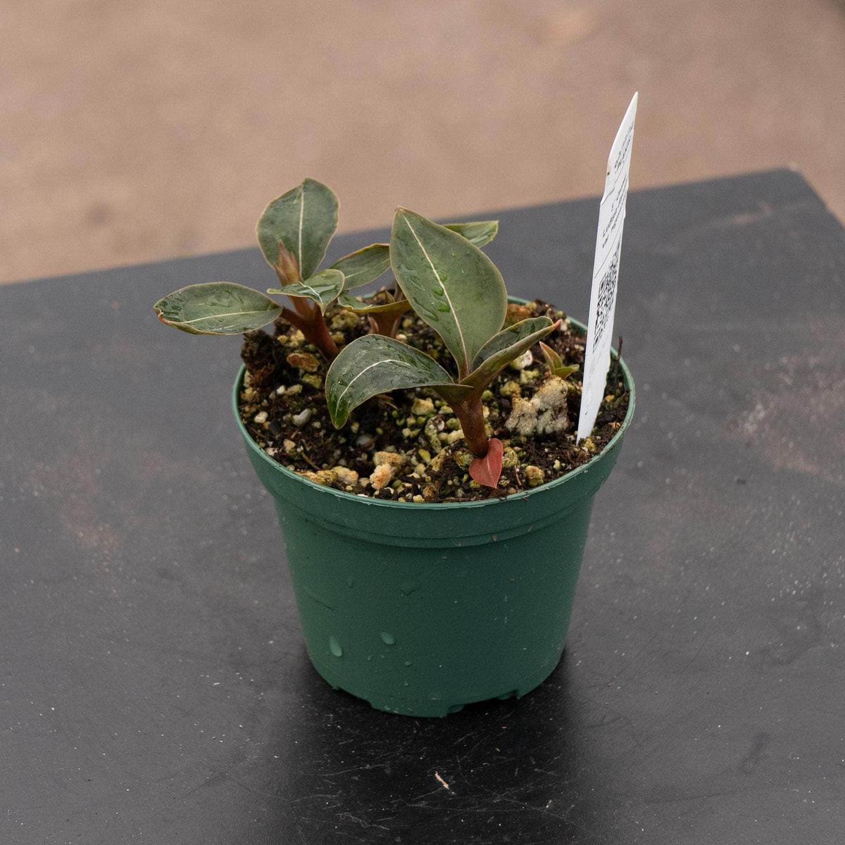 Orchid Ludisia discolor var. nigrescens