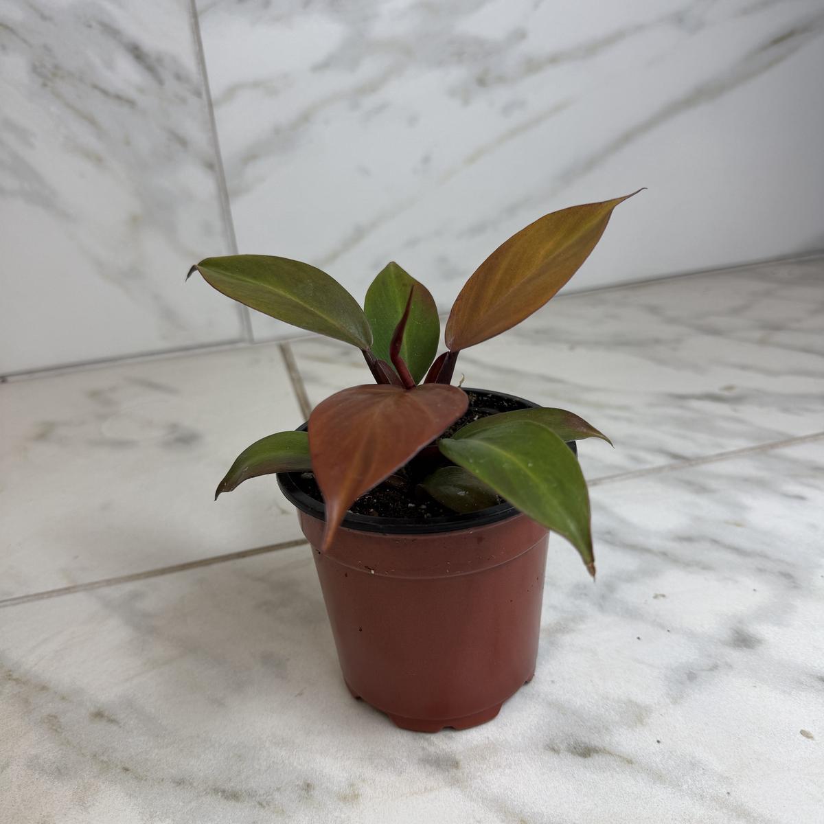 Philodendron Blood Luna, 4" Plant