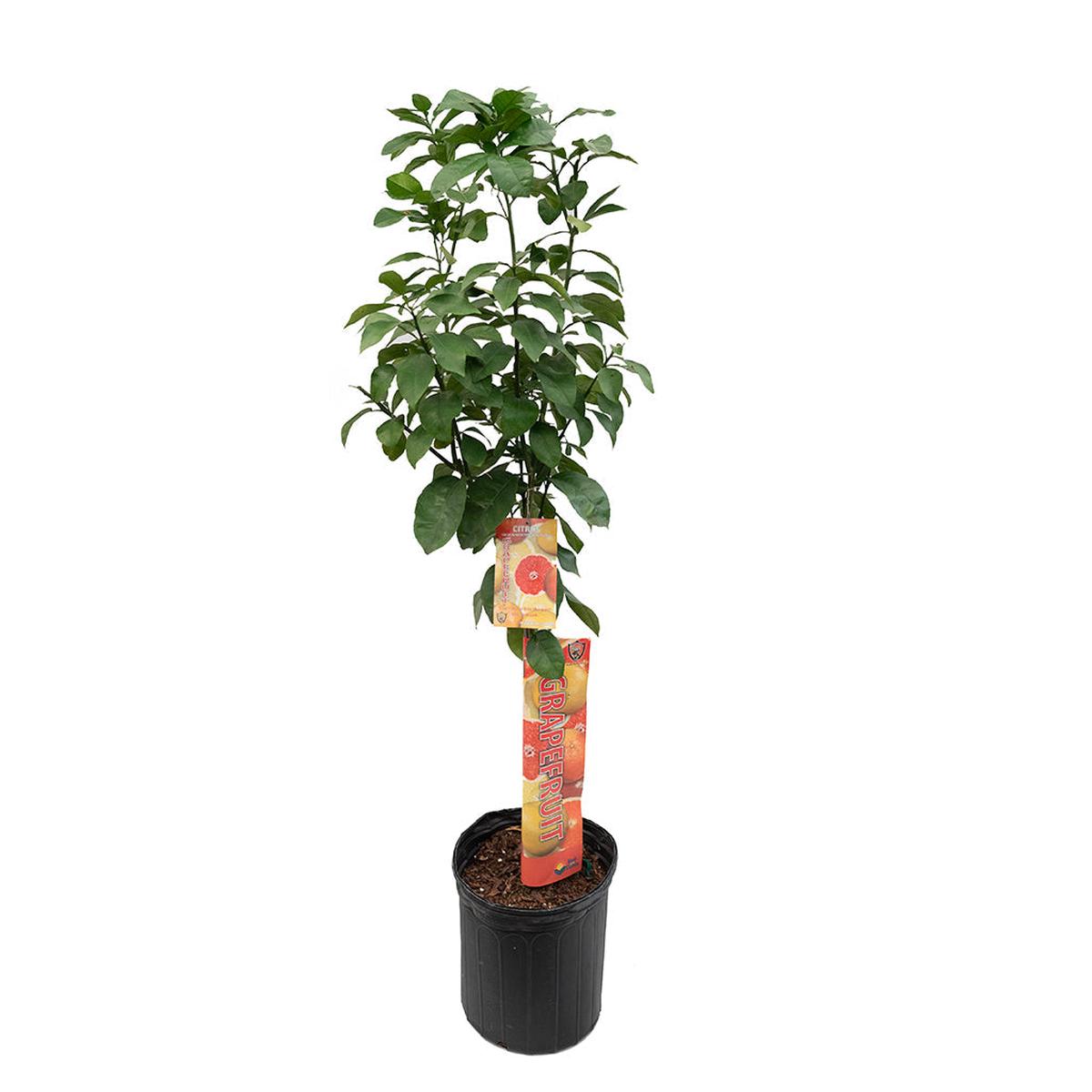 Pummelo Grapefruit 12"