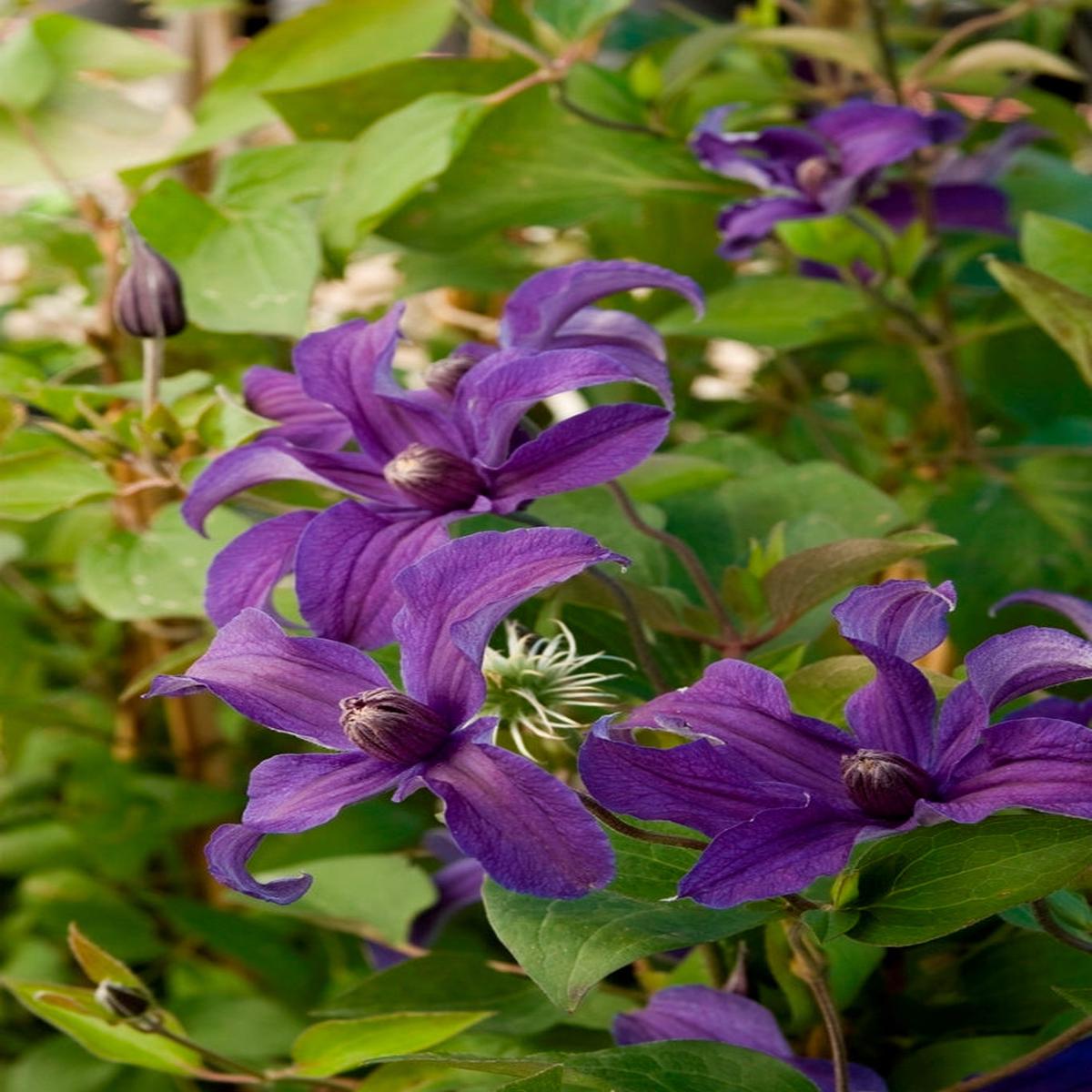 Sapphire Indigo Clematis (Clematis sapphire 'Cleminov51') - 1 gallon