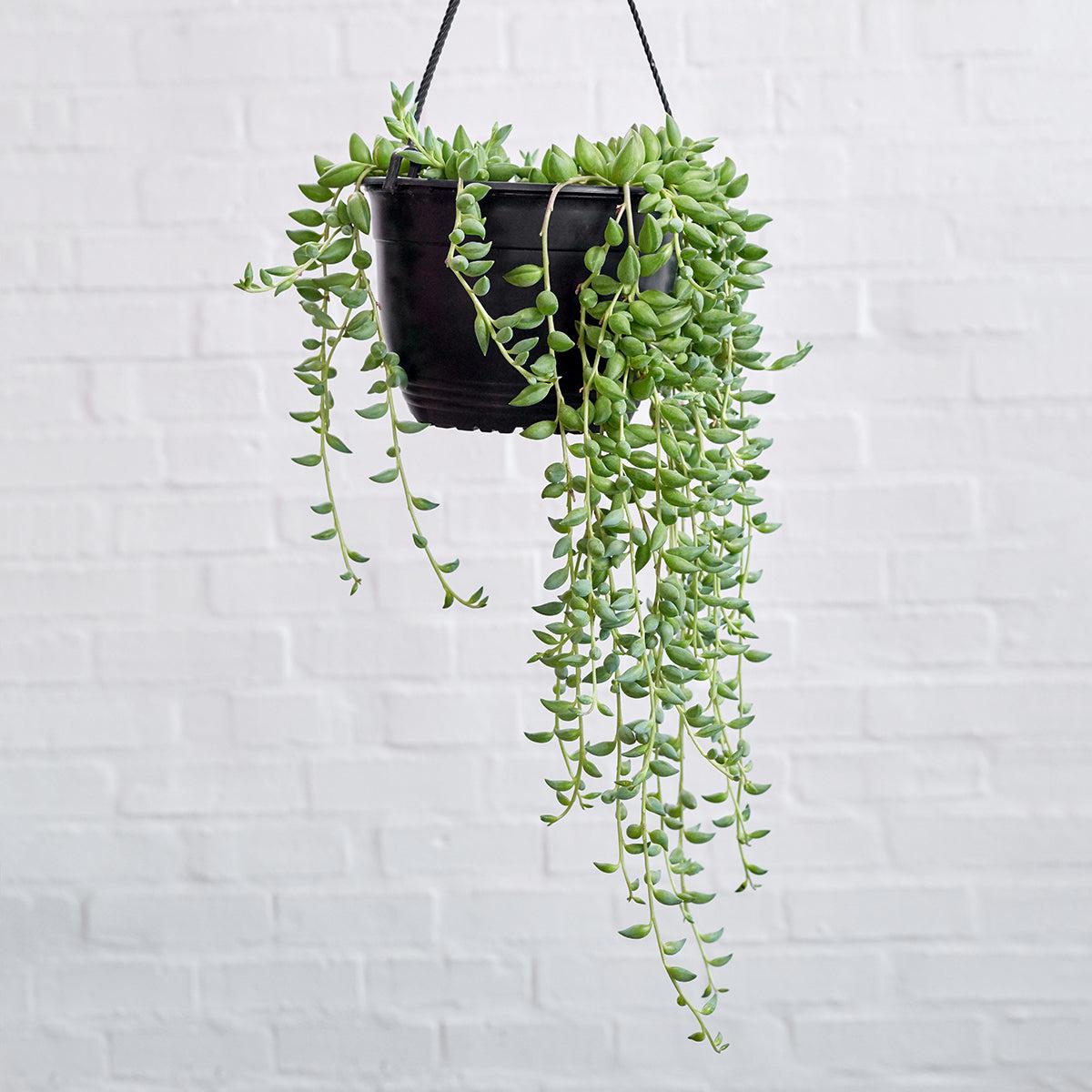 String of Beads