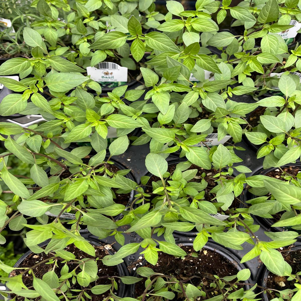 Sweet Thai Basil