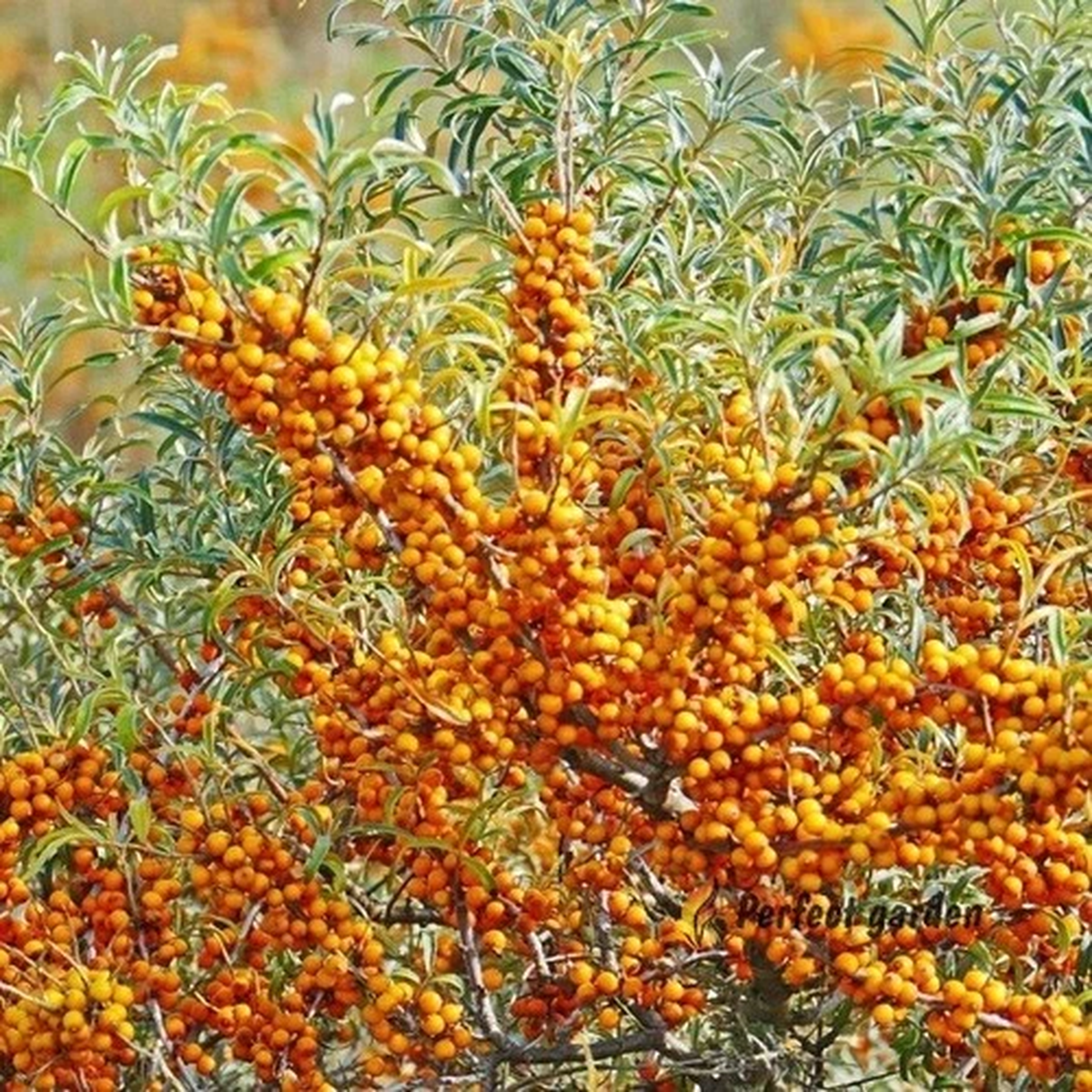 20 Seeds Sea Buckthorn Hippophae Rhamnoides Sallowthorn Culinary Useful Fruits
