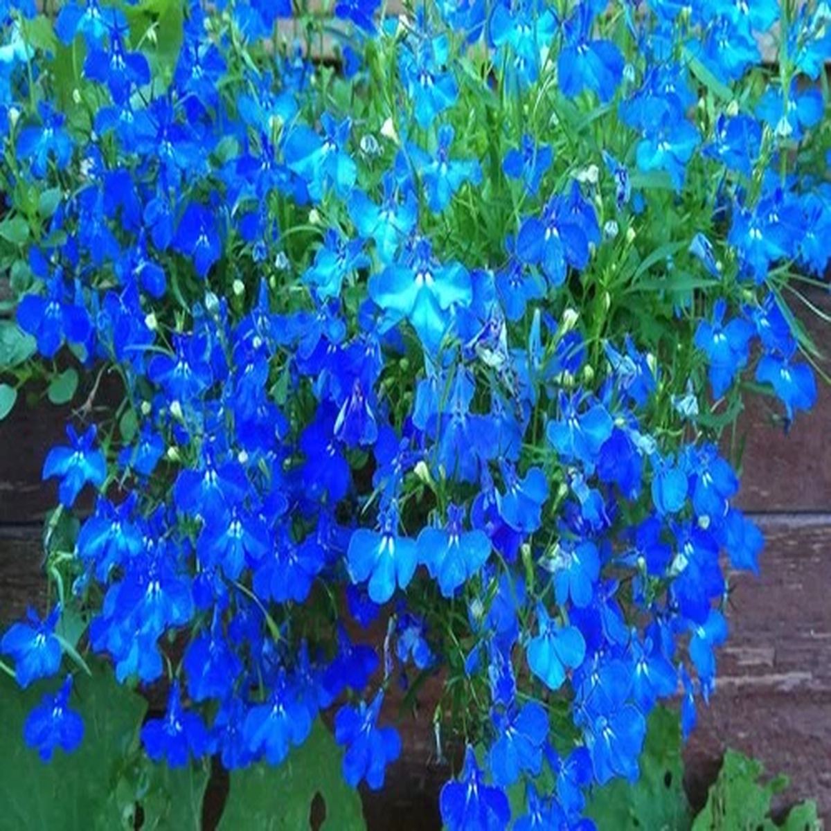200 BLUE SAPPHIRE LOBELIA Erinus Flower Seeds *Comb S/H