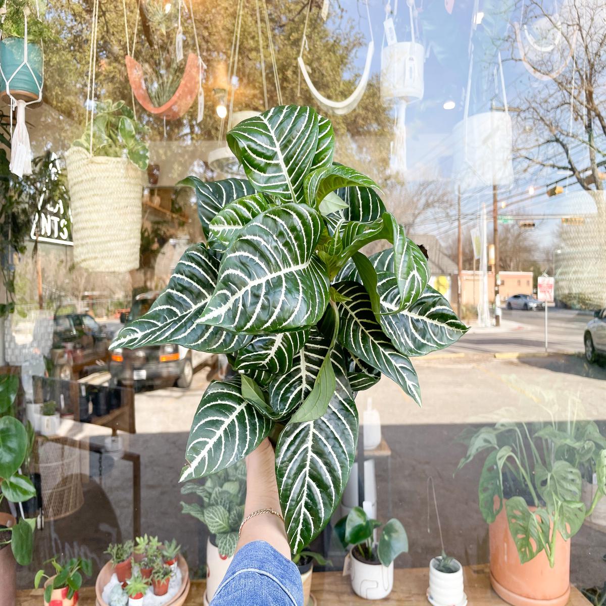 6" Zebra Plant