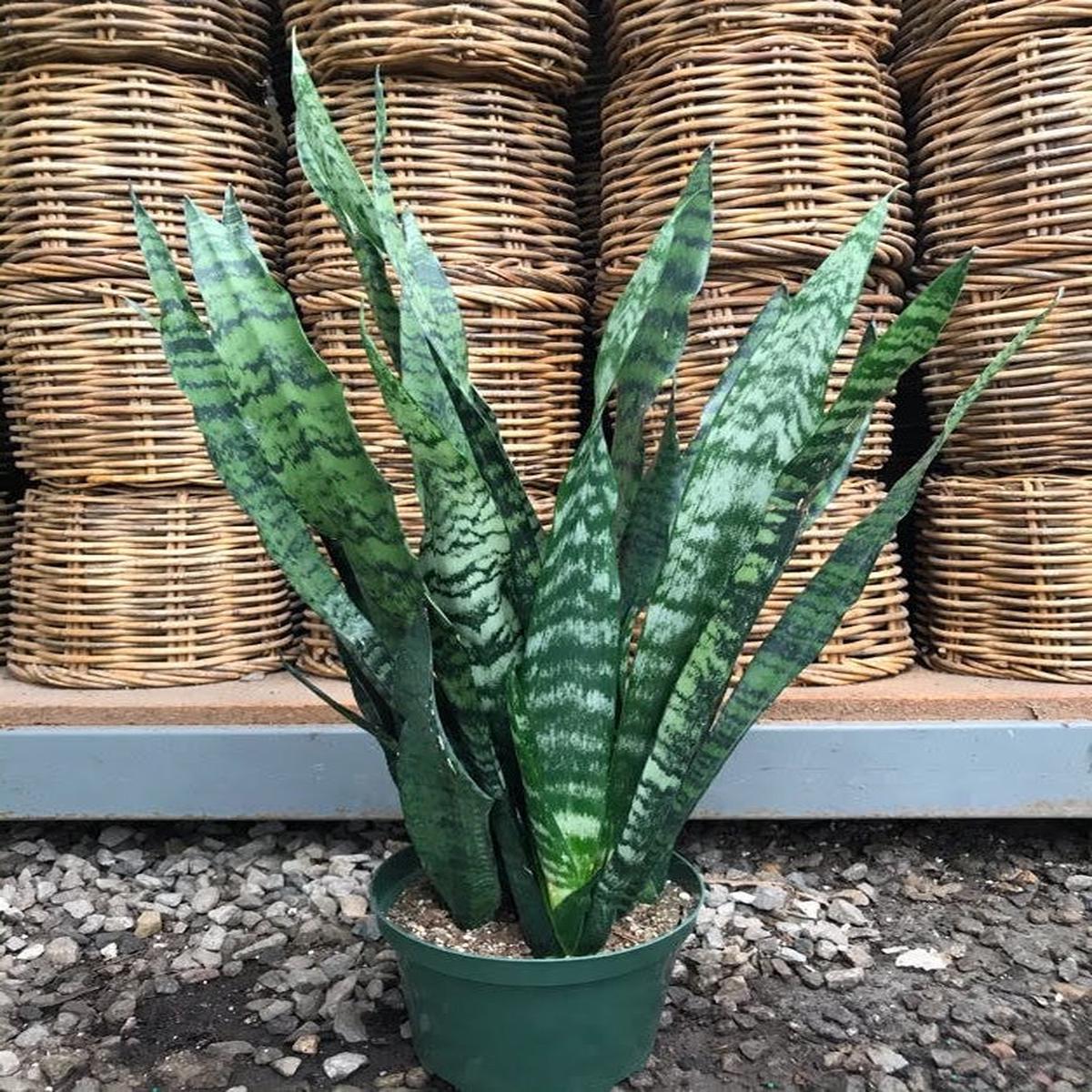 8" Sansevieria Black Coral