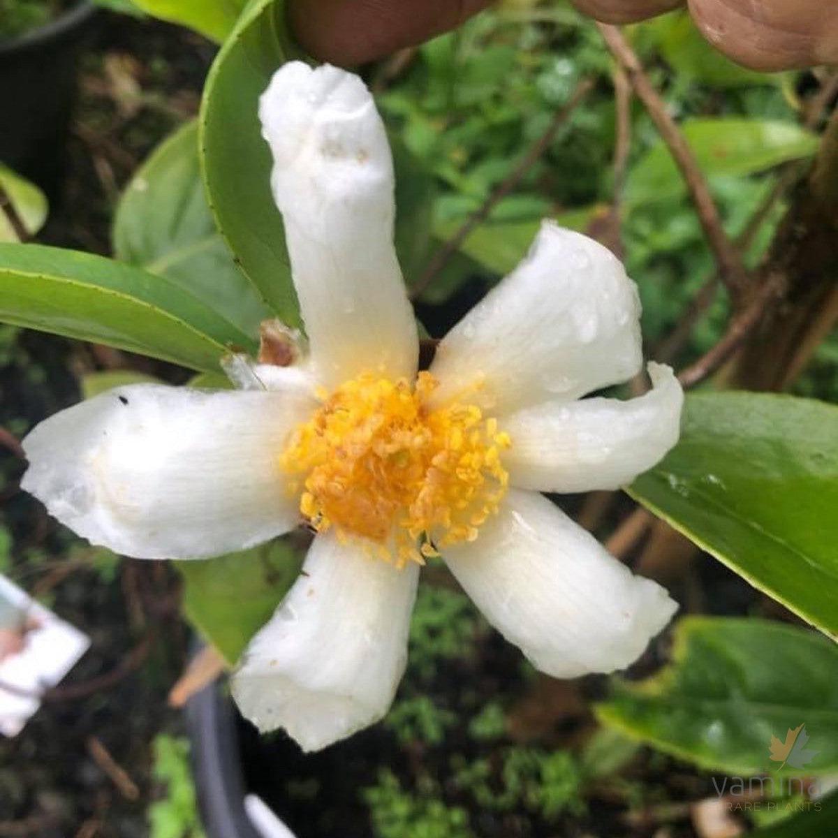 Camellia octopetala