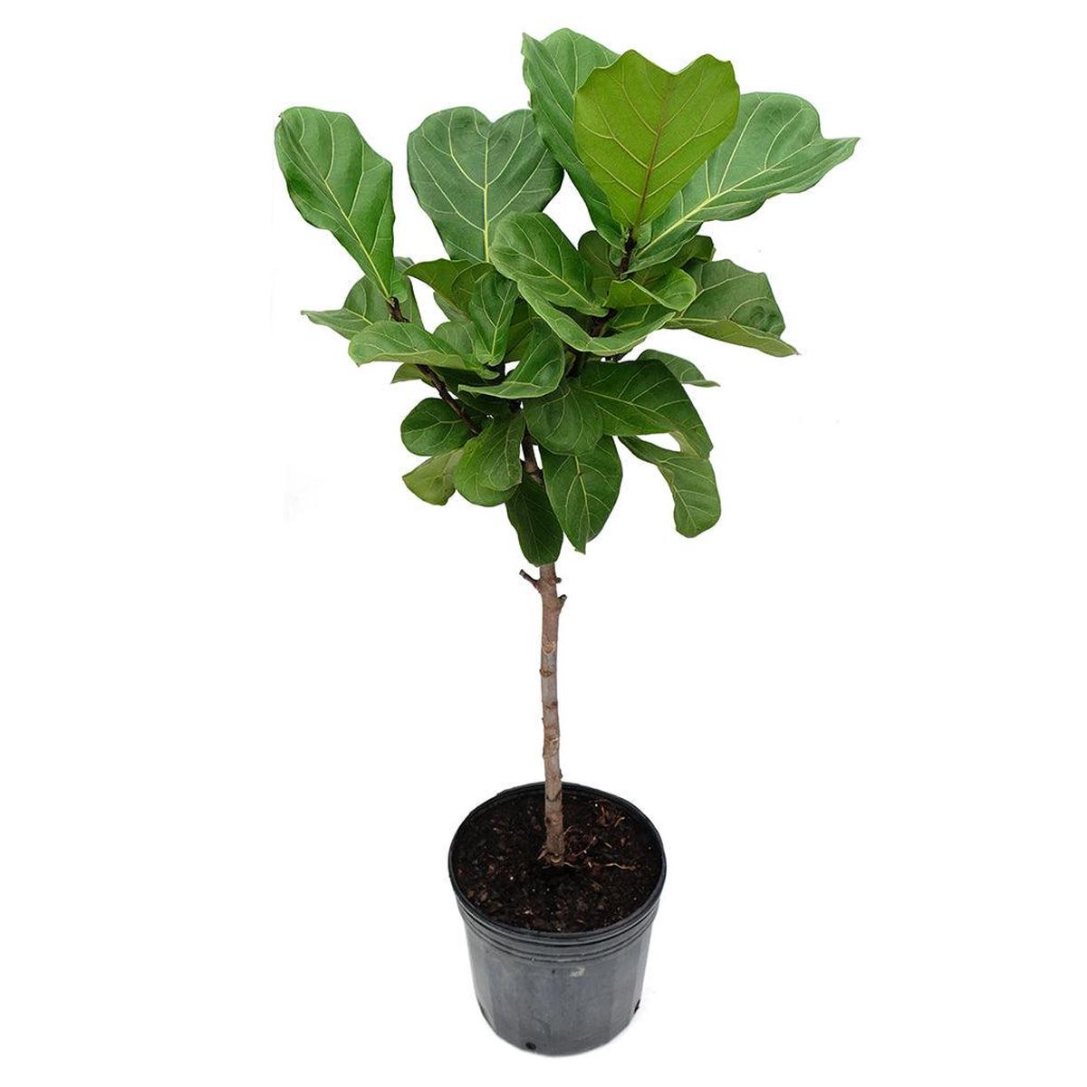 Fiddle-Leaf Fig Lyrata (Standard) 10"
