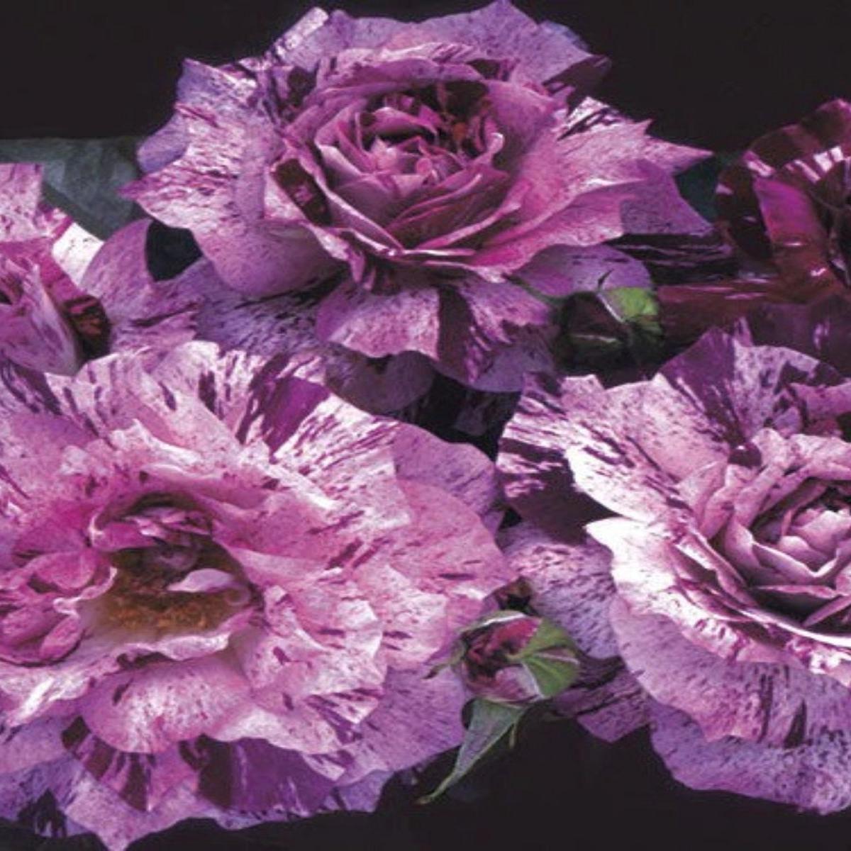 Floribunda | Purple Tiger