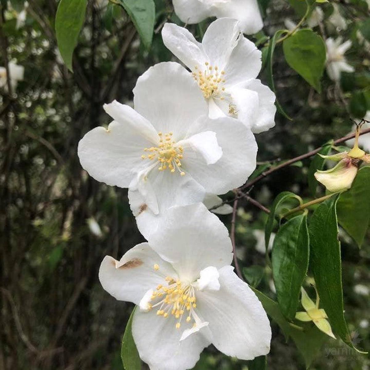 Philadelphus Beauclerk