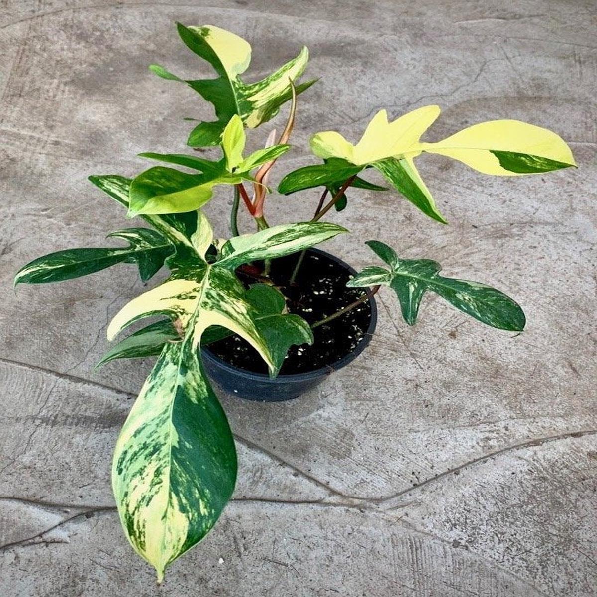 Philodendron Florida Beauty (2/3 leaves)