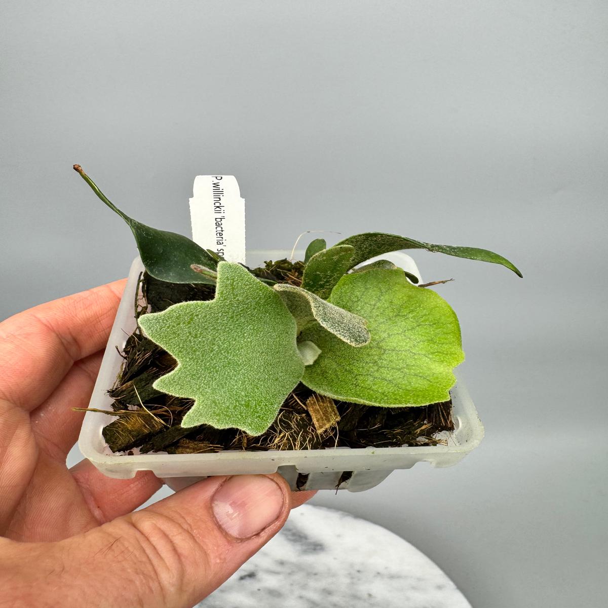 Platycerium willinckii "Bacteria"DWARF (Small Plant)