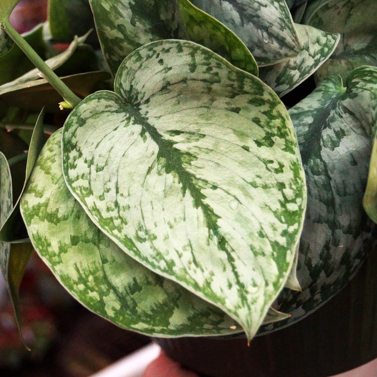 Scindapsus pictus 'Silver Cloud'