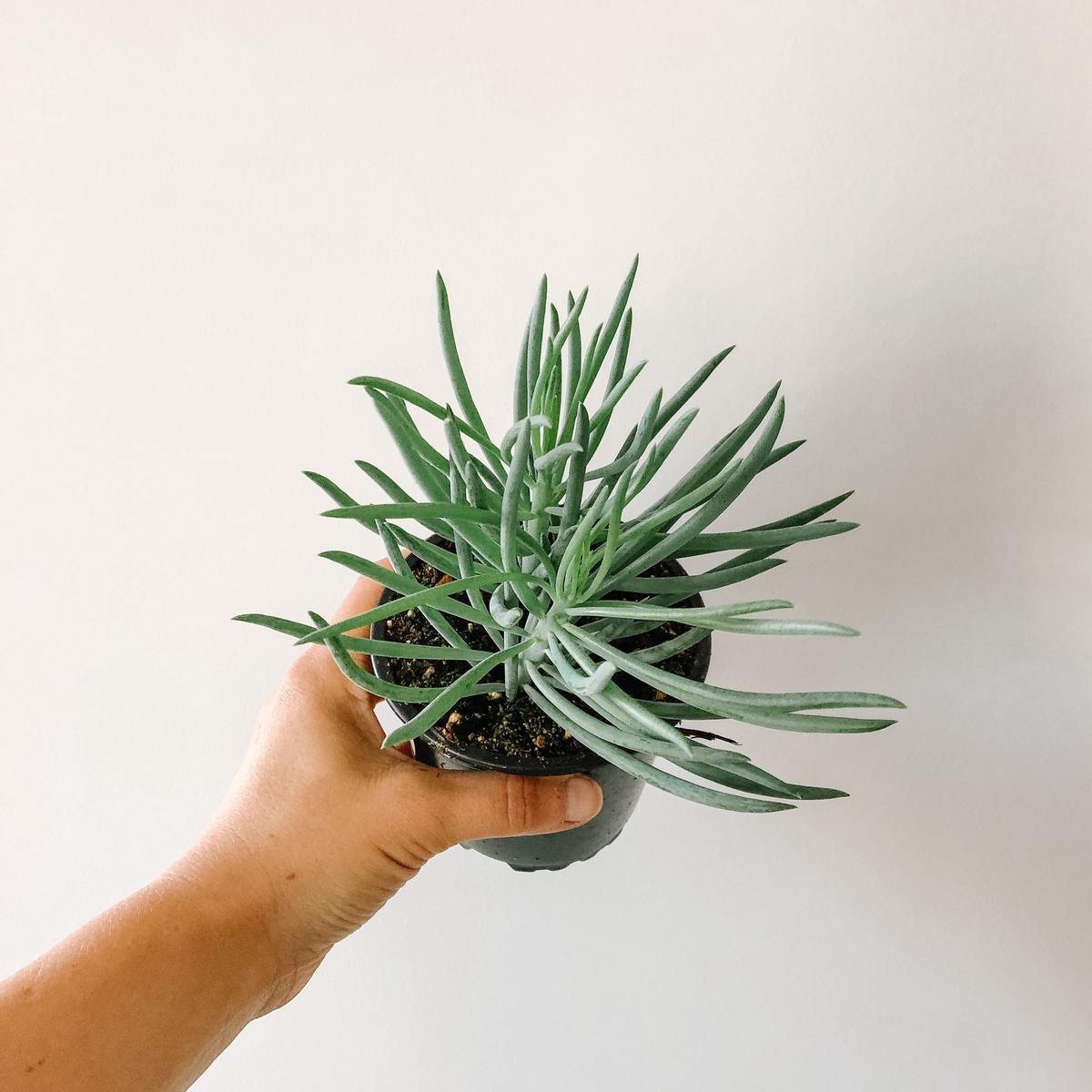 Senecio Kilimanjaro