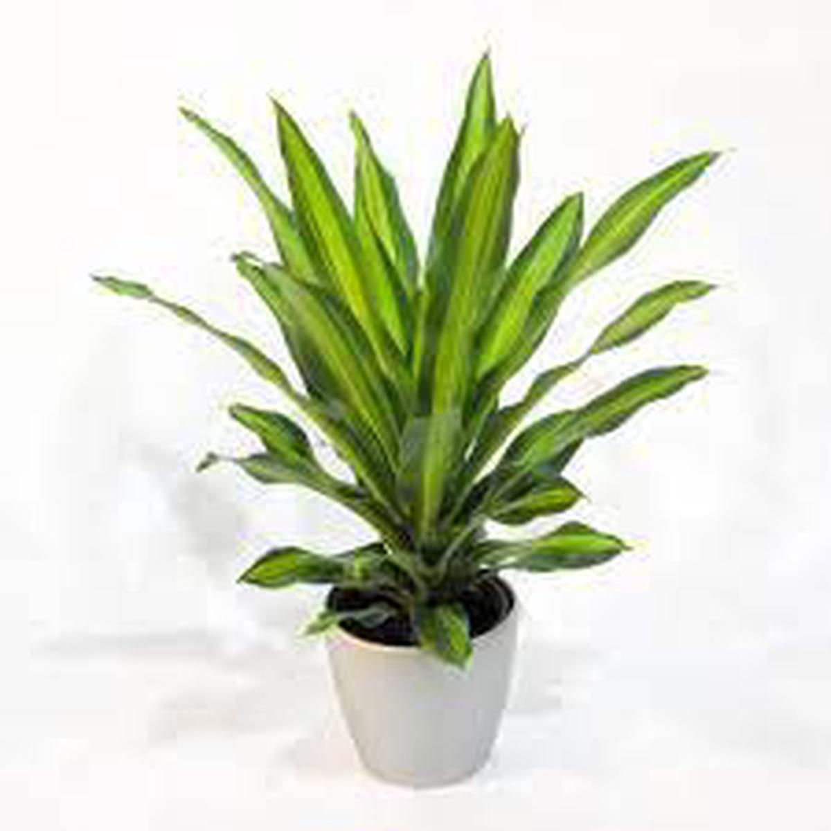10" Dracaena - Giganta