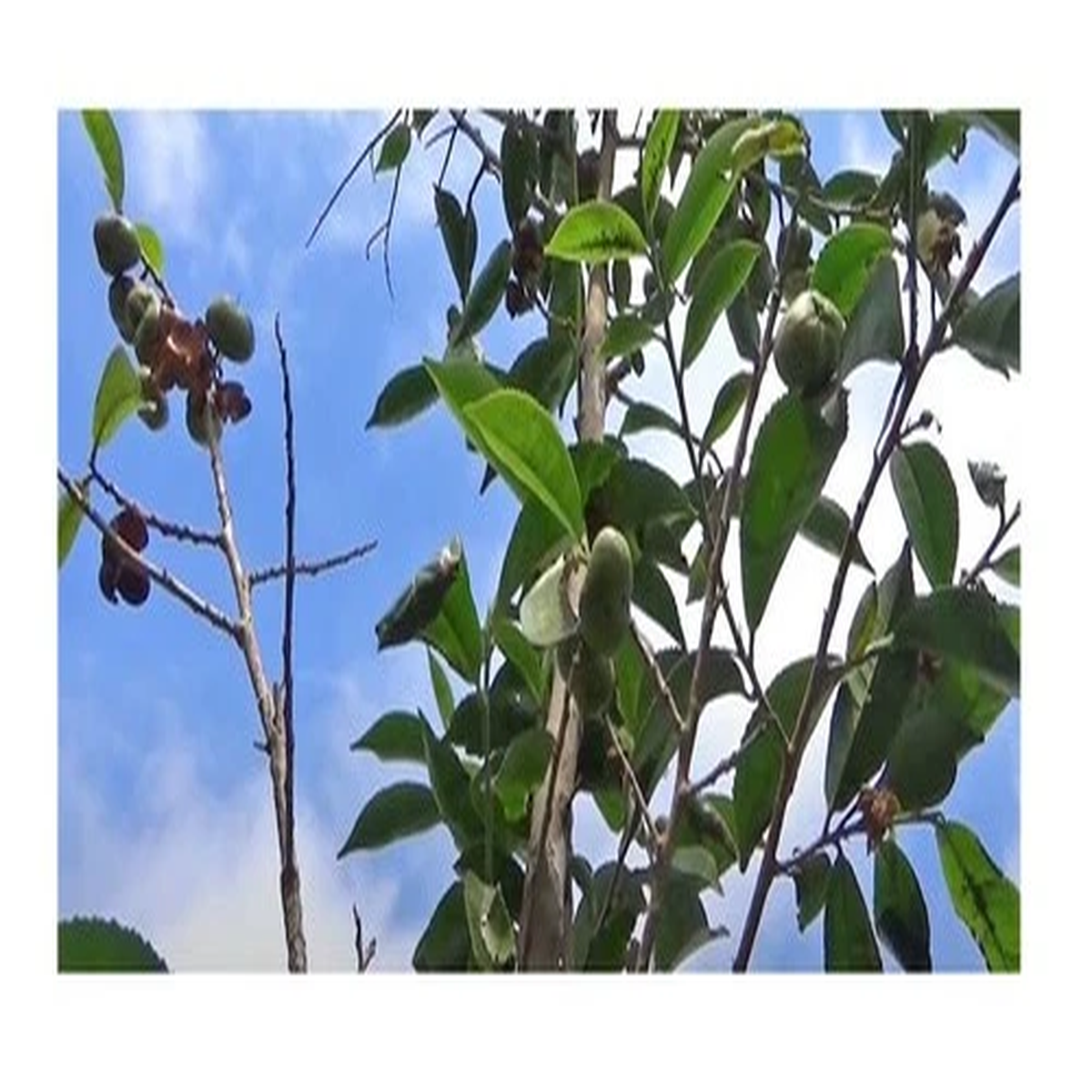10x Camellia sinensis Darjeeling Tea Garden Plants - Seeds ID181