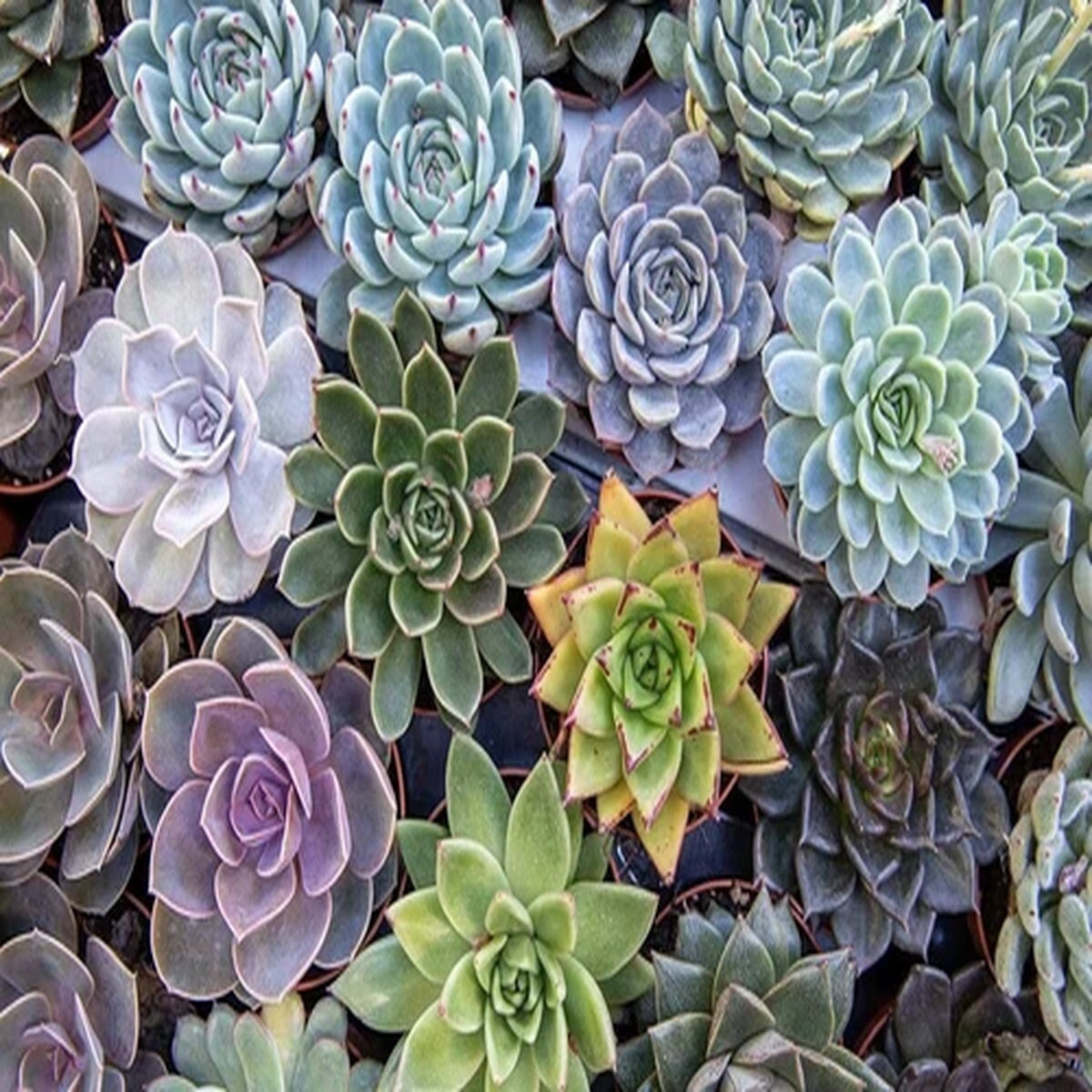 20 x Echeveria Mixed Varieties Seeds -  Succulent Plant - Rarely Offered - 20 Di