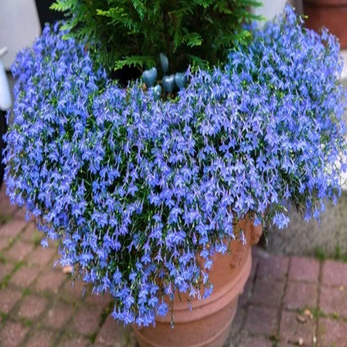 200 CAMBRIDGE BLUE LOBELIA REGATTA Erinus Flower Seeds *Comb S/H